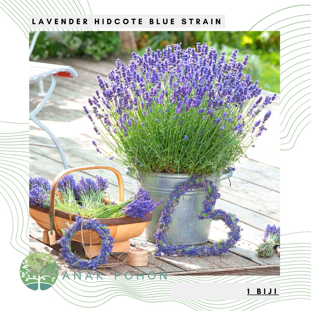 Benih Bibit Biji - Bunga Lavender Hidcote Blue Strain Herb Flower Seeds - IMPORT