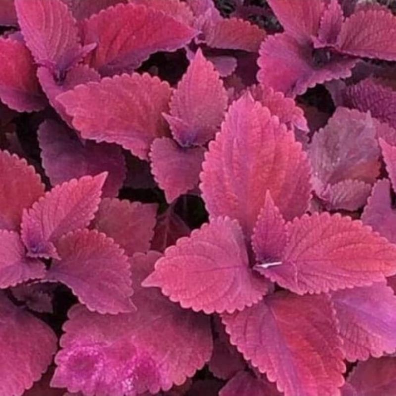 tanaman hias miyana merah / tanaman herbal miyana / pohon miyana