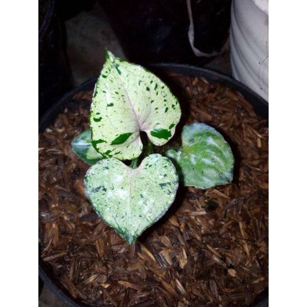 syngonium green splash