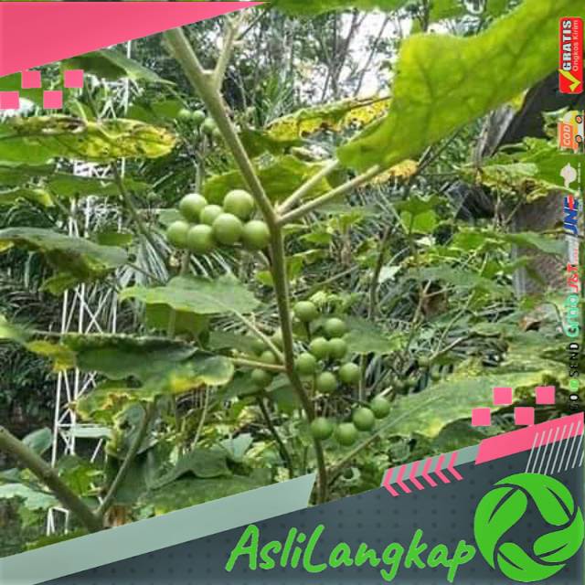 

Buah tekokak,cepokak segar(500gram)