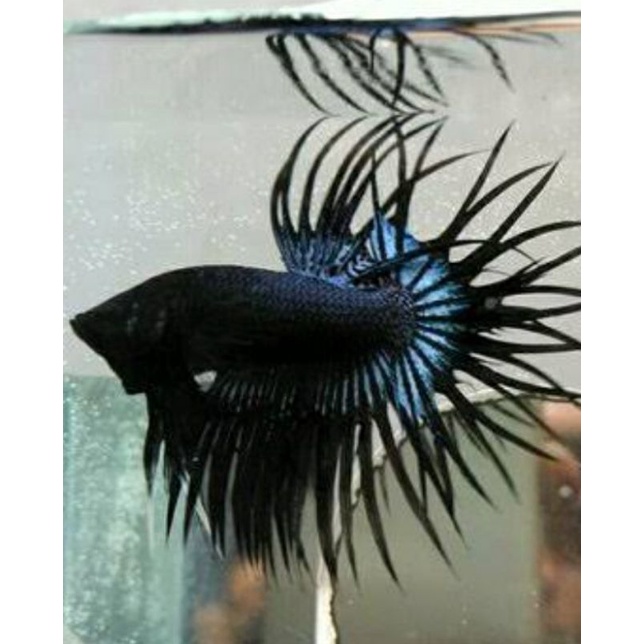 black orchid ct serit limited edition