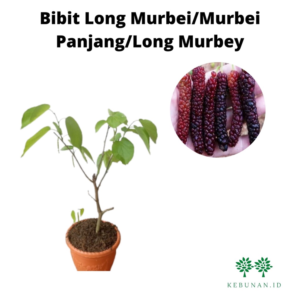 Bibit Long Murbei Manis/ Long Murbey/ Murbei Panjang