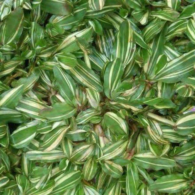 Rumput gajah mini varigata