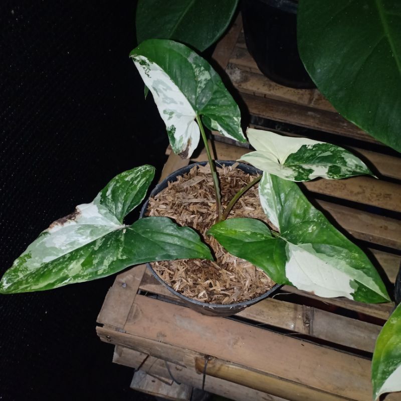 SYNGONIUM ALBO VARIGATA