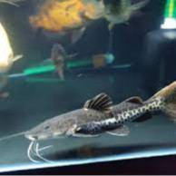 ikan Leopard catfish