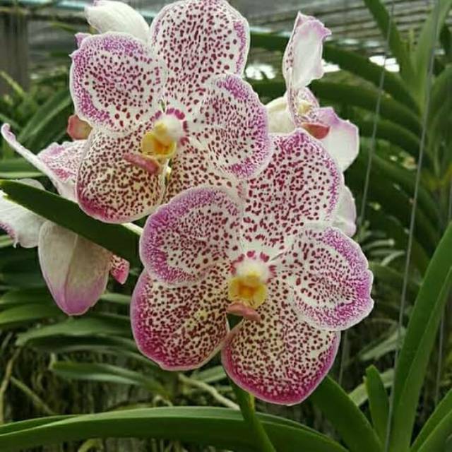 Seedling anggrek vanda hybrid.
