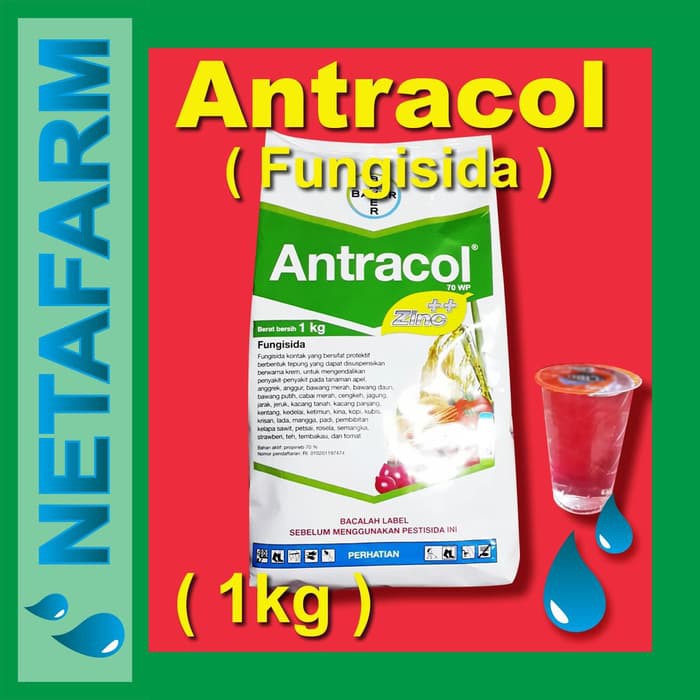 Fungisida ANTRACOL 70 WP - Kemasan 1kg