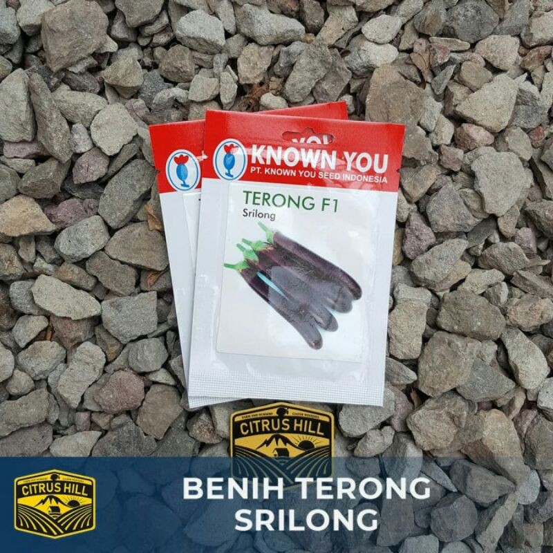 Benih Terong Srilong Known You Seed SP