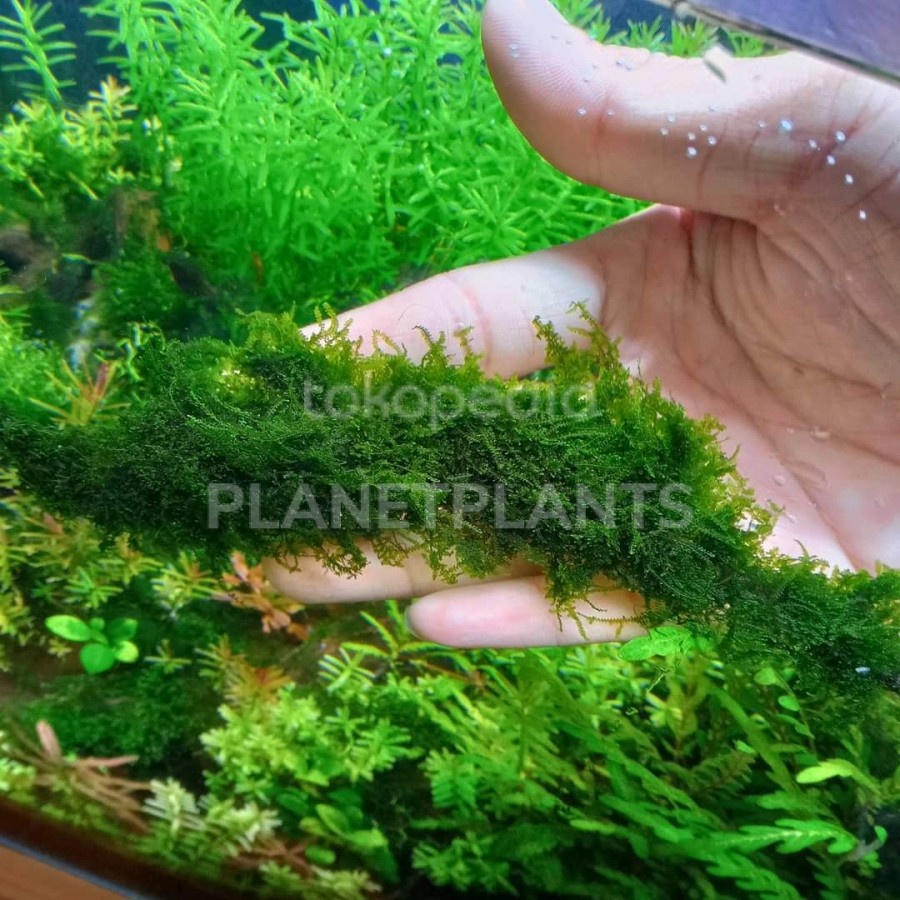 RARE JAVA SPRING MOSS AKA MOSS MINI WEEPING TANAMAN AQUASCAPE