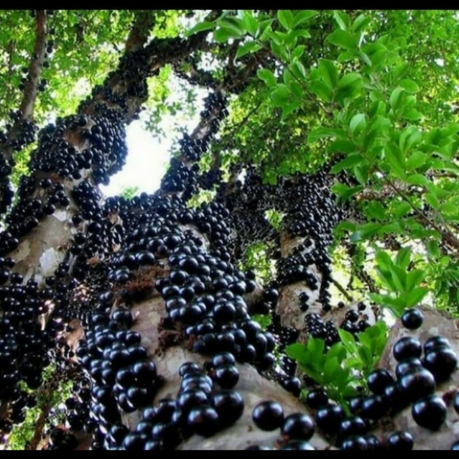 bibit anggur pohon, anggur brazil, anggur preco (bibit anggur stek/grafting) bibit anggur murah