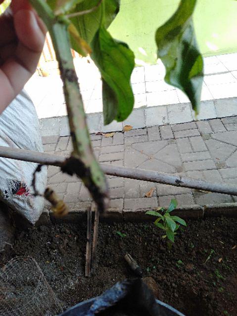 Bibit Markisa Manis