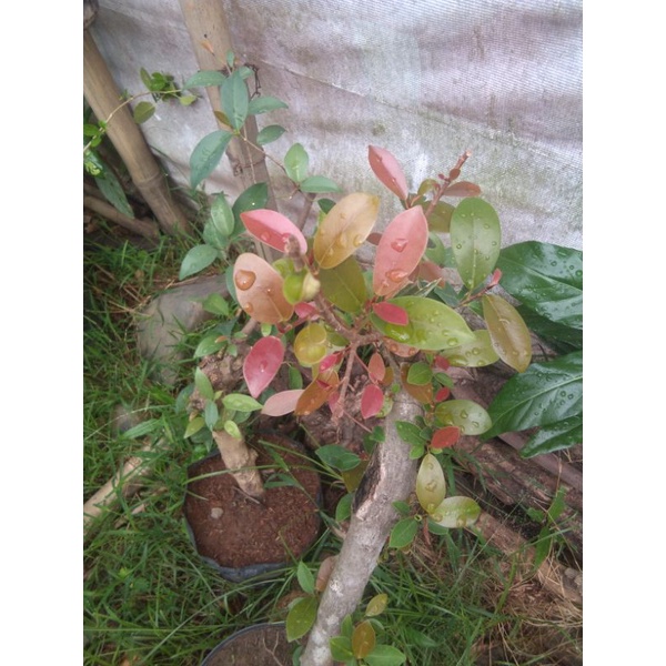 Iprik silver pucuk merah berkarakter termurah