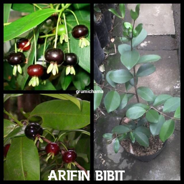 Bibit Cherry grumichama black pitomba