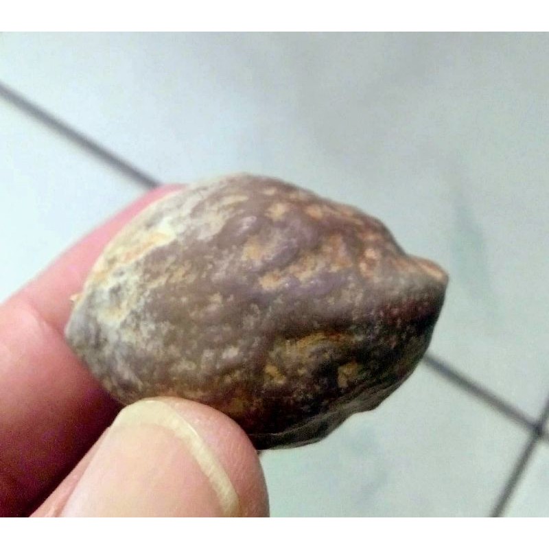 Muncang Adu Pedang Salimin Wonosobo