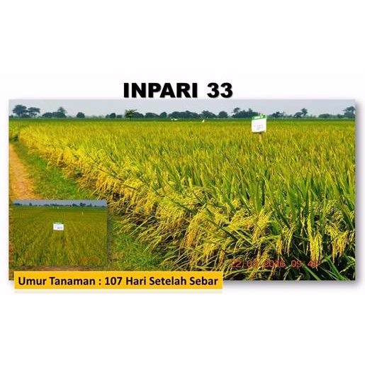 Biji Padi INPARI 33 Bibit Unggul 5kg
