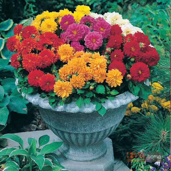 Benih / Biji / Seed Dahlia Dwarf Double Mixed Bunga Mr. Fothergills