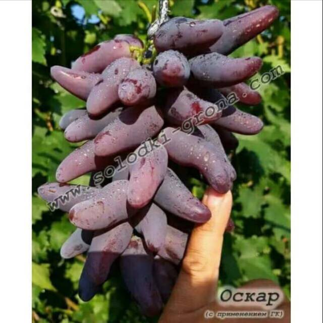 Bibit Anggur Import OSCAR Grafting