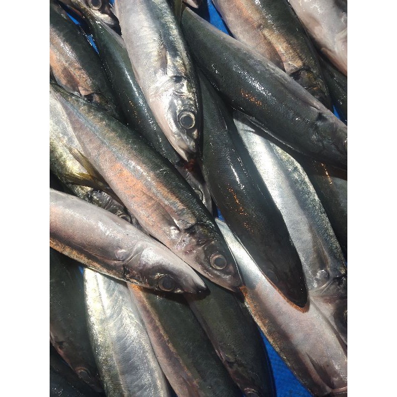 

ikan Dungun lokal super