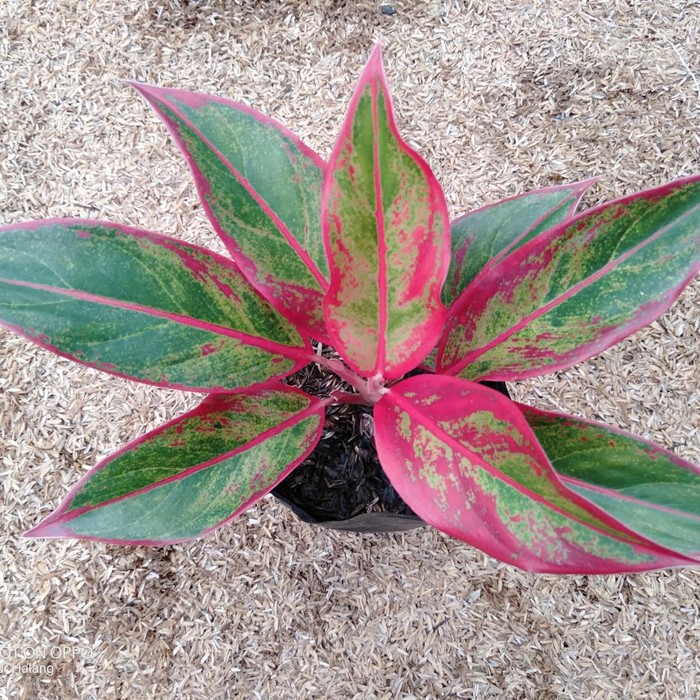 aglonema siam aurora - tanaman hias aglonema siam aurora - aglonema