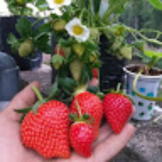 tanam_tanam_bikin_senang