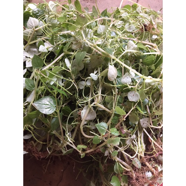 

suruhan sirih cina 500gr