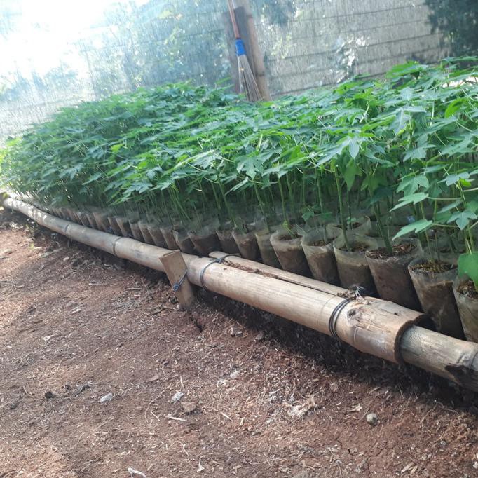 Bibit Pepaya California Ipb9