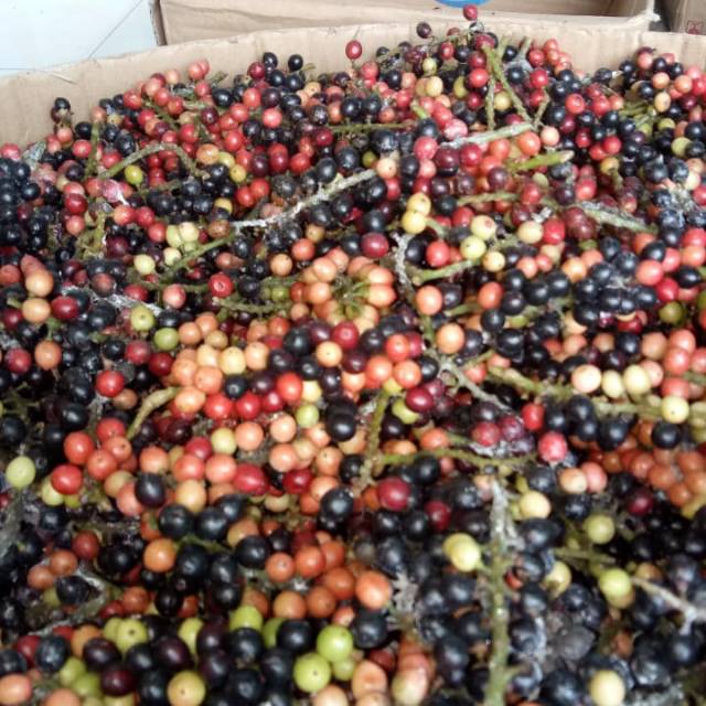 

Buah huni