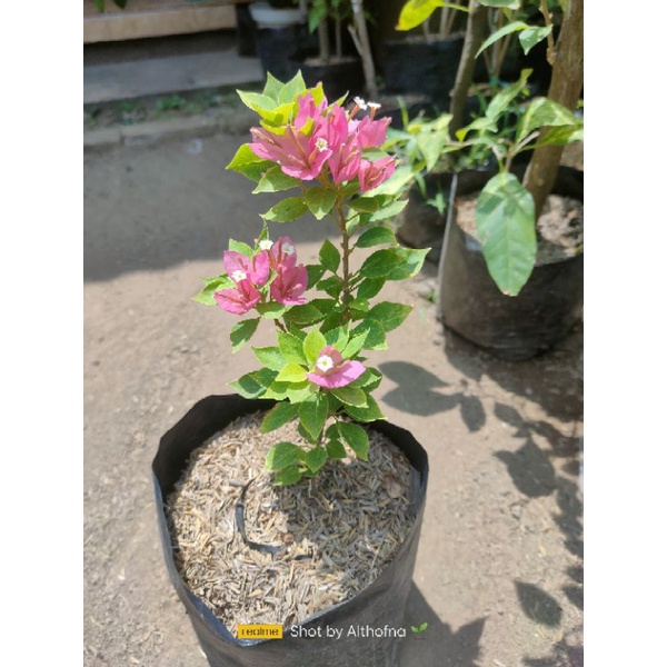 Bougenville singapore varigata Jewel 21 || Singapore warna bunga soft pink