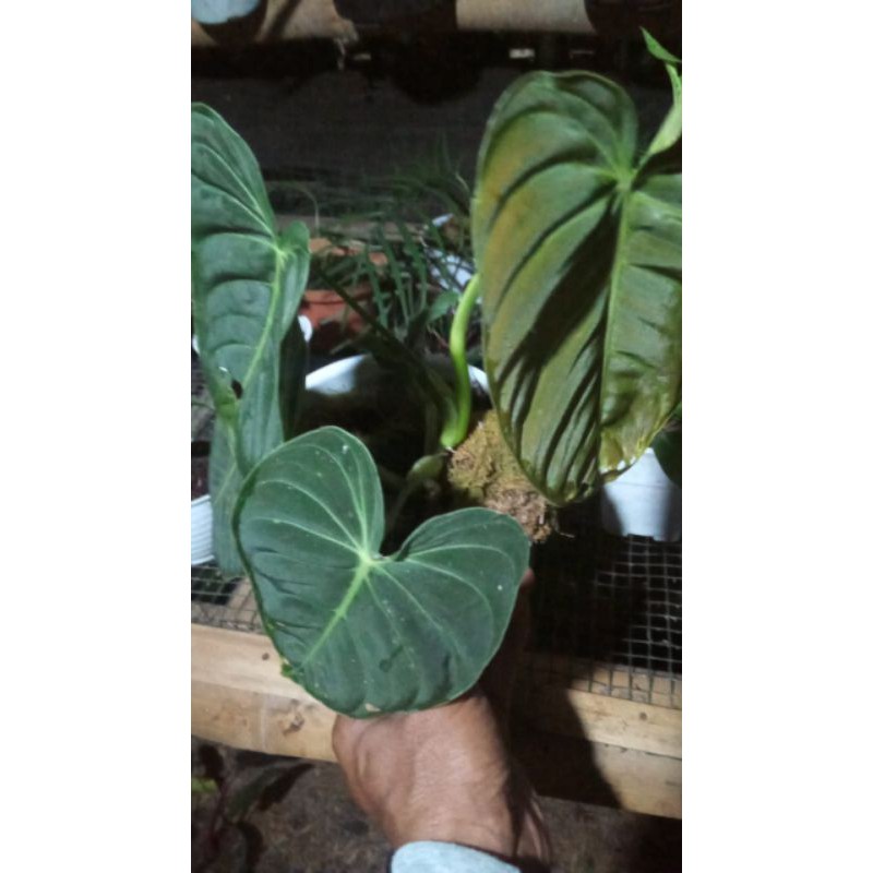 philodendron melano mican