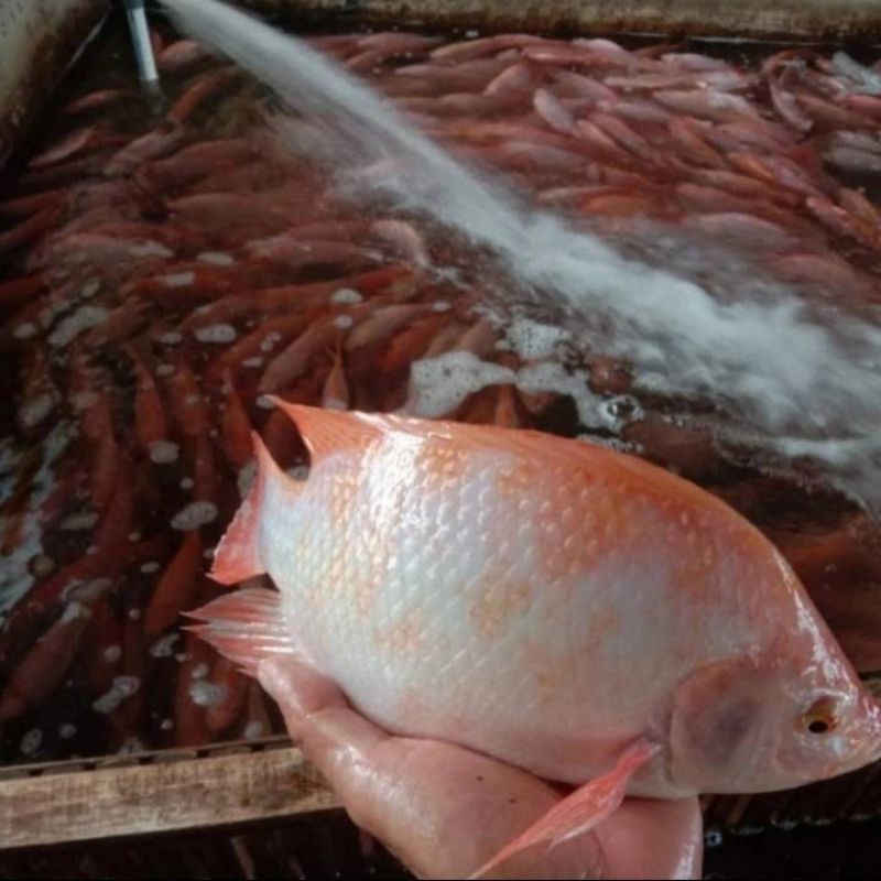 

Ikan Nila Segar per 1 KG