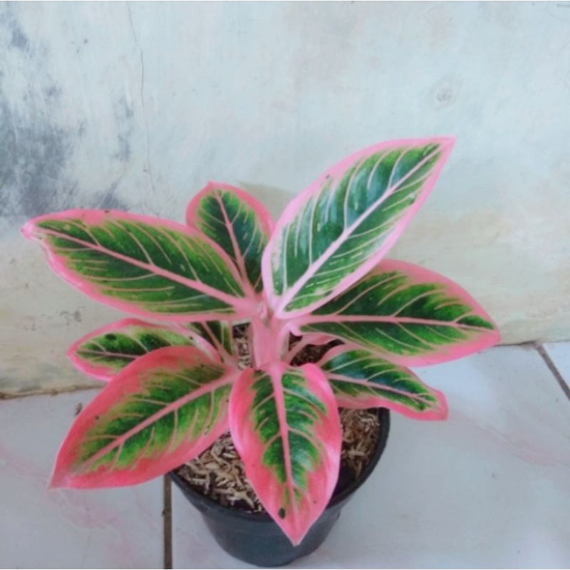 Aglonema Lotus Delight — Tanaman Hias Aglonema Lotus