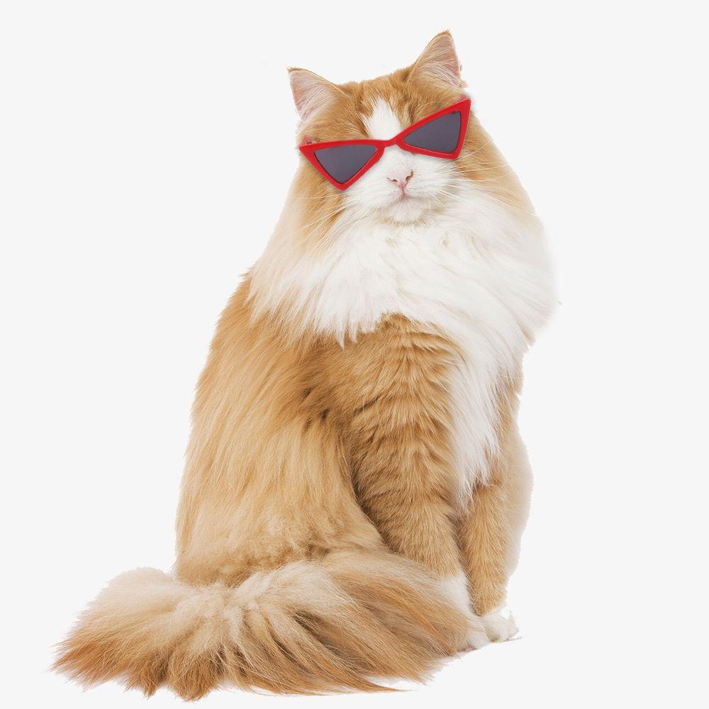 CHOOKYY Kacamata Kucing Aksesoris Hewan Peliharaan Multicolor Photograph Props Kacamata Hitam Anjing