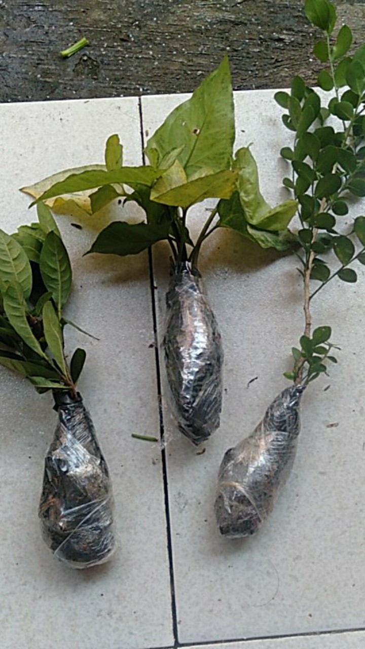 Tanaman Hias Bunga Asoka Jepang