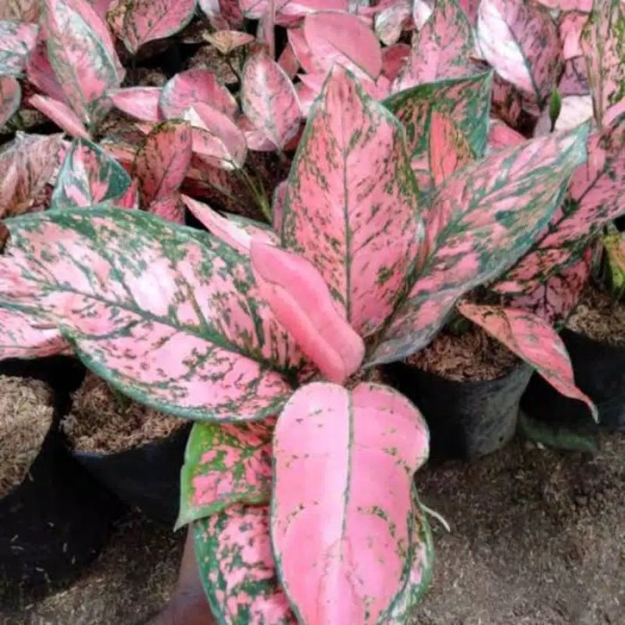 (NEW) Anakan aglonema lady valentine