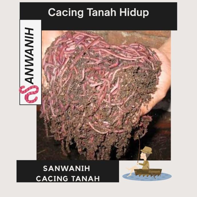 Cacing Tanah Hidup 1000 Gram