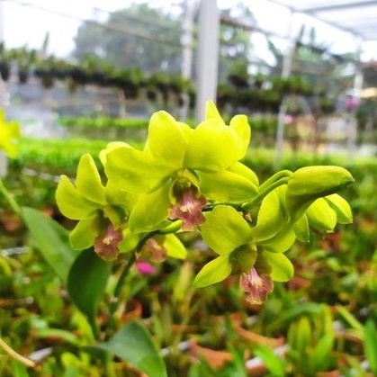 Anggrek Dendrobium Burana Jade Hijau