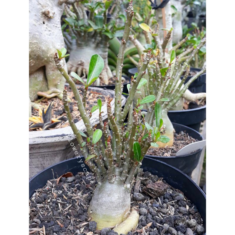 Adenium cabang seribu super