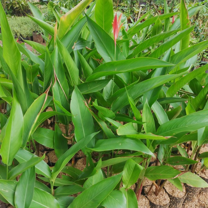Tanaman Hias Pohon Pisang-pisangan