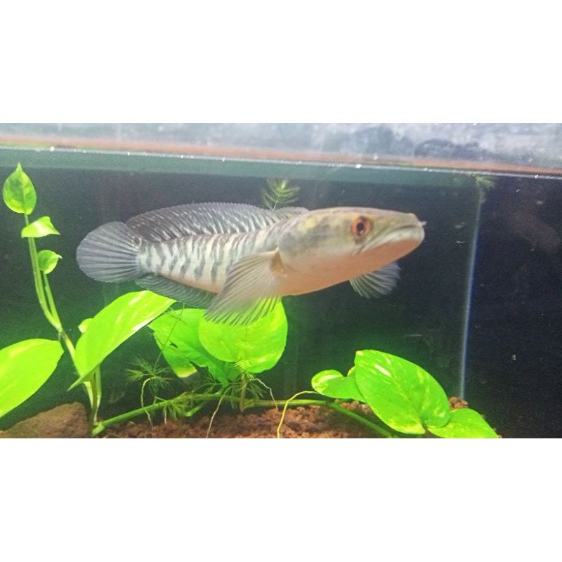 Channa maru yellow sentarum 27cm