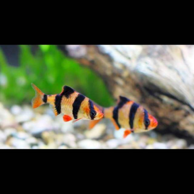 Ikan sumatra tiger barb