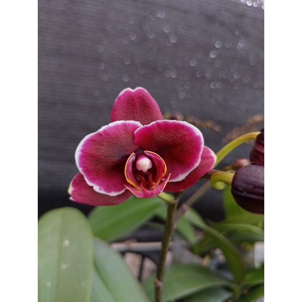 anggrek bulan black jack premium marron tua phalaenopsis kondisi knop mekar bunga mini angbul merah 