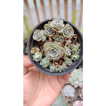 sukulen duncecap"mawar"