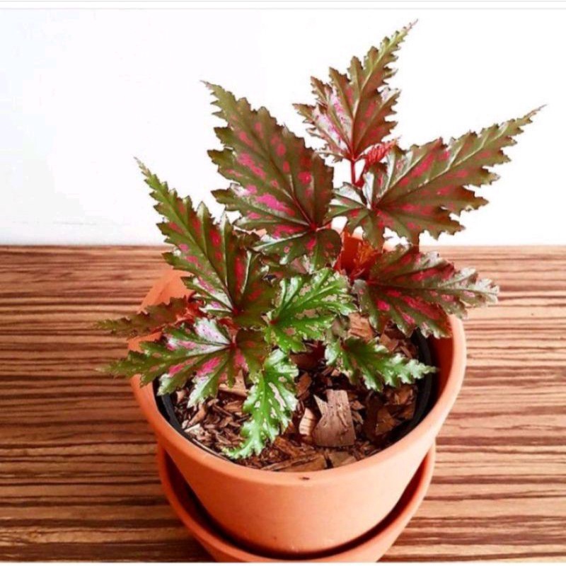 Tanaman Hias Begonia Blackcerry/Tanaman Hias Begonia Jago