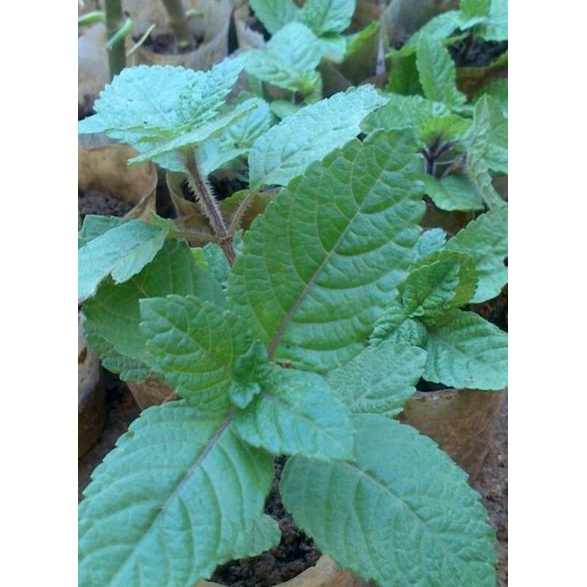 bibit janggelan/cincau hitam murah kualites super