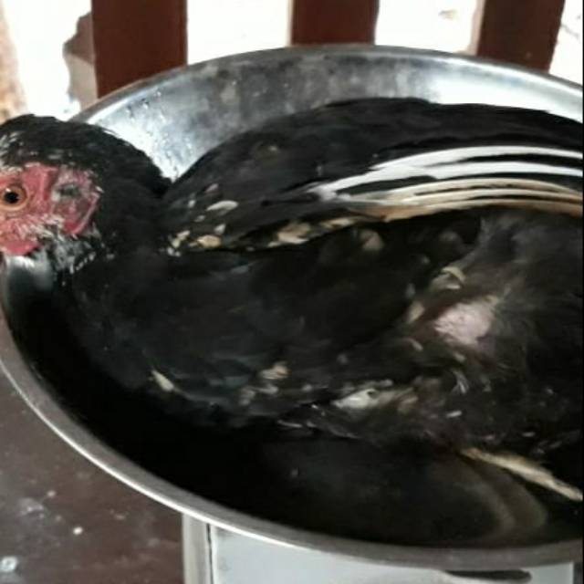 

Ayam Kampung Heroz 6-7 ons