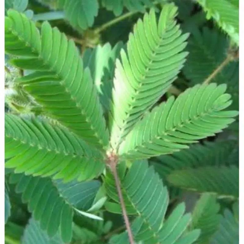 Putri Malu Bibit Tanaman Putri malu