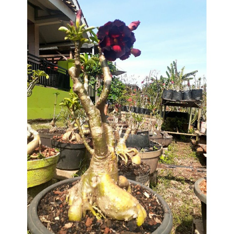 Adenium Tumpuk Besar