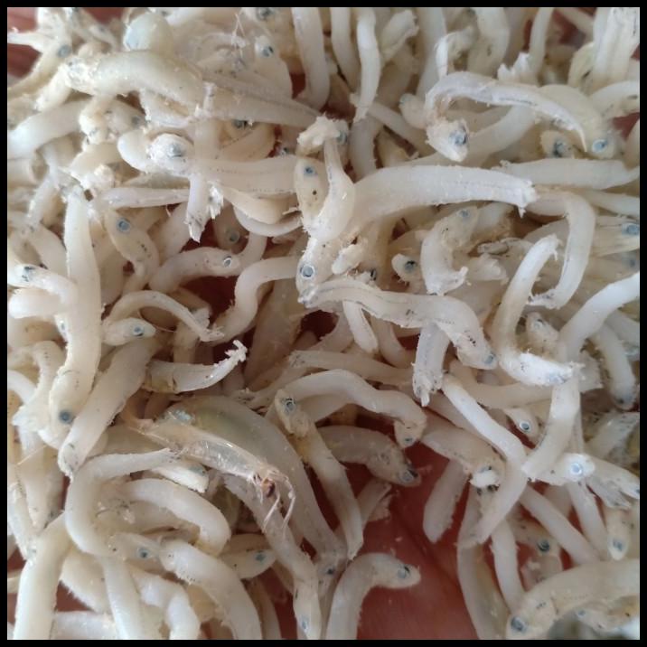 

Ikan Asin Teri Medan Per 500Gr