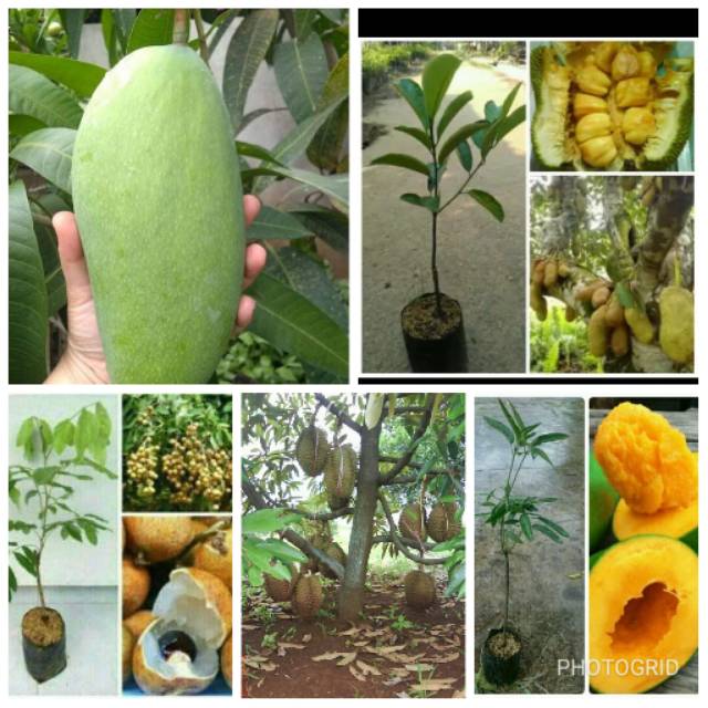 Bibit 5 jenis .mangga besar.cempedak.kelengkeng.durian monthong.mangga alpukat