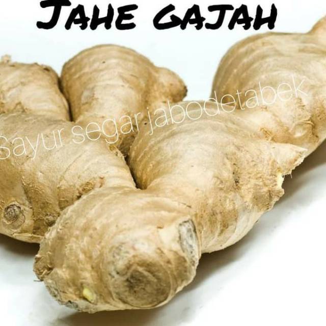 

Jahe gajah segar basah 1kg organik siap ambil ke kebun